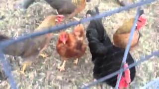 Chick Video - He's Guarding!!