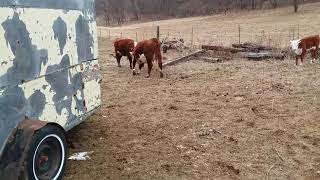 Cows butting heads