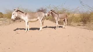 so happy 😊 donkeys enjoying in the great jungle book