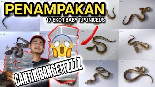 Penampakan 17 Ekor Baby Trimeresurus Puniceus || Colubrid World