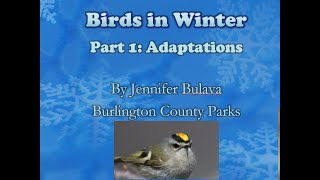 Birds in Winter: Adaptations (Part 1)