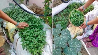 गर्मियों में चौलाई के साग कैसे उगाएं | Chaulai bhaji | How to grow Amaranthus at home |