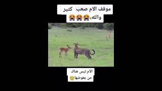 موقف الام صعب كثير والله الام لا تعوض 😭