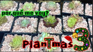 Plantmas 3. Respondo a sus comentarios. Transplantando Coreanas. Me enamoré?