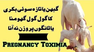 Pregnancy Toximia || Pregnant Goat Treatment