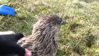 Releasing a great skua after ringing and sampling 2013