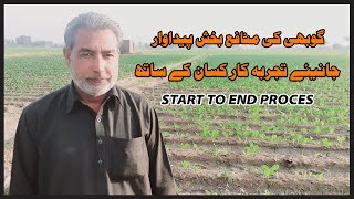 Band Gobhi Ki Kasht In Pakistan,Cabbage Farming and Cabbage Harvesting,Band Gobi Cultivation Farming