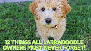 12 Things All Labradoodle Owners Must Never Forget! 🐶✨