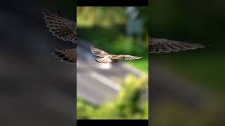 kestrel hovering over a busy road, #birdphotography