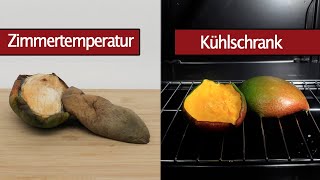 Mango besser im Kühlschrank lagern? Oder bei Zimmertemperatur? Haltbarkeit von Mango im Zeitraffer