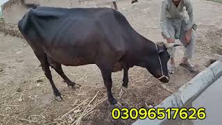 Sahiwal jersey cross cow for sel on YouTube|جرسی ساہیوال کراس گاےچودہ کلو دودھ|Gujjar farming tv