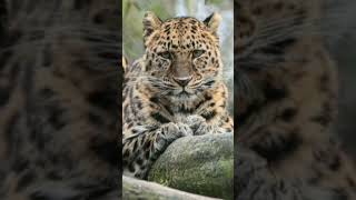 amur leopard