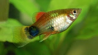 Species Profile # 33 : The Platy (Xiphophorus maculatus)