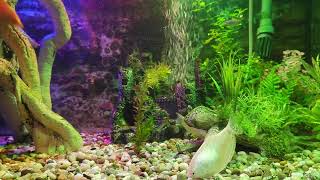 Tropical fish - Dominant Gourami