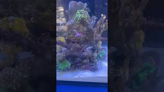 Quick little 15 minute  reef tank/seahorse tank setup at the Oaktoberfest street fair in the Dimond!