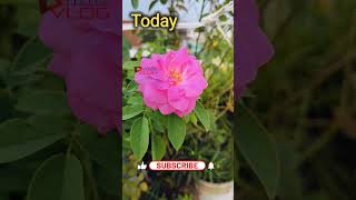 Panner Rose Yesterday & Today #shorts #nature #trending #ytshorts #flowers #love #viral #video