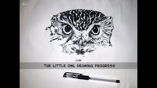 Pójdźka / the little owl - rysunek/drawing