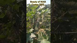 Unlocking Prosperity: NIAB Castor 2023 #cyberagriextension #castorbean #castorbeanfarming