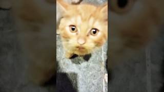 cats waiting for meal | little meow #shorts #catvideos #animals