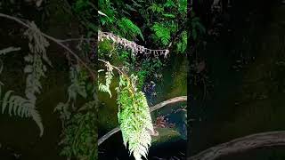 busay sa Gitna Ng Bundok Super ka bugnaw#shortvideo #adventure