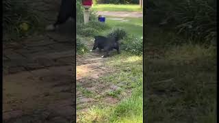 My Neighbor's Super Brave Dog Against Huge Snake