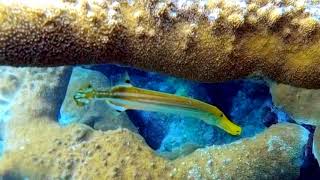 Drift Snorkeling In Aruba!