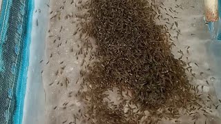 Tilapia Hatchery Management (Episode 1) Hatching/incubation