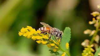 Bees Collecting Pollens |Pollination|Earth Day #shorts