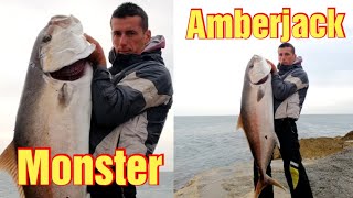 Shore fishing,big Amberjack 33.5kg, Ulcinj 02.11.2019