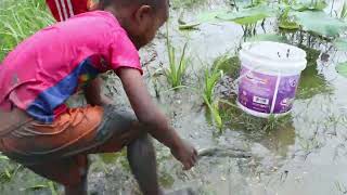 Best Fishing Video| Amazing Boy Catching Many Fish By Hands