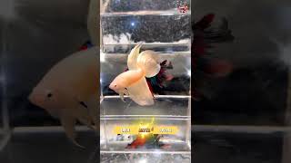 Golden vailtail betta #BettaFish #cupang #BettaSplendens #BettaTank #BettaAquarium #shorts