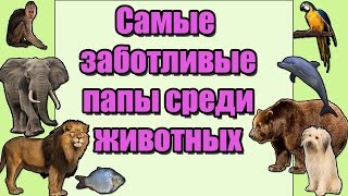 ‼САМЫЕ ЗАБОТЛИВЫЕ ПАПЫ СРЕДИ ЖИВОТНЫХ— ИНТЕРЕСНЫЕ ФАКТЫ О ЖИВОТНЫХ‼