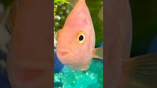 Parrot fish #parrotfish #fish #fishtank