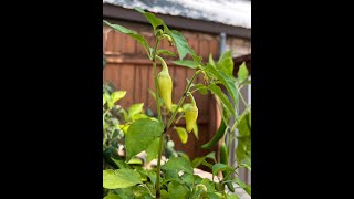 Peppers ready for some salsa