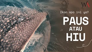 Ikan Hiu Paus kelihatannya saja BESAR tapi ternyata Ikan ini JINAK | Wisata Whall Shark Gorontalo