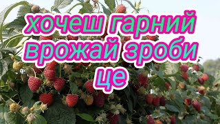 Підживлення малини перед плодоношенням. Чим підживлювати малину в період її цвітіння? Все про малину