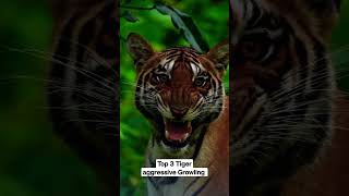 Top 3 Tiger aggressive Growling @planet2animals #tiger #tigerattitude #tigergrowling