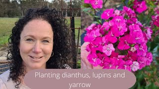 💐Setting up a beautiful cutting garden - Planting dianthus, lupin seedlings and transplanting yarrow