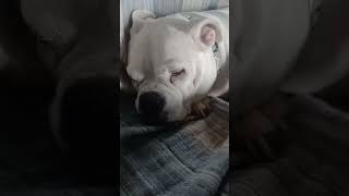 Super cute adorable sweet Bulldog dreams #bulldogs #dogs #chubbyanimals #cute #sleepy