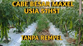 CABE MERAH BESAR MAXEL USIA 57HST BUAH MULAI LEBAT