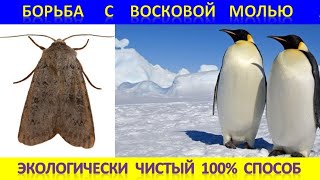 Борьба с восковой молью. 100% способ