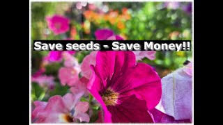 How to save Petunia seeds and save money!