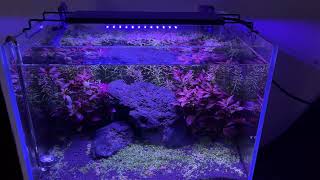 NICREW AquaLux 24/7 Aquarium Light