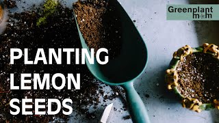 Planting lemon seeds