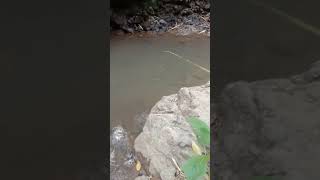 mancing uceng #shortsvideo #shortsviral