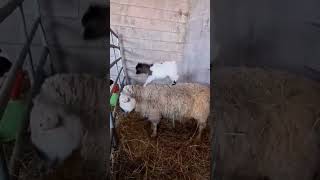 Cute and funny animals #foryou #viral #everyone #highlights #funnyvideo