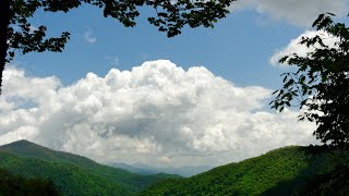 Trees and Clouds | Shorts