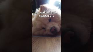 Wakacje się skończyły ? #chowchow #śmieszne #psy