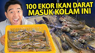 100 EKOR IKAN TEMBAKUL YANG HIDUP DI DARAT MASUK KE KOLAM YANG AKU BUAT INI! BANYAK BANGET!