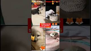 Try Not To Laugh Challenge The best and funniest pets in the world#shorts #trending #animals #tiktok